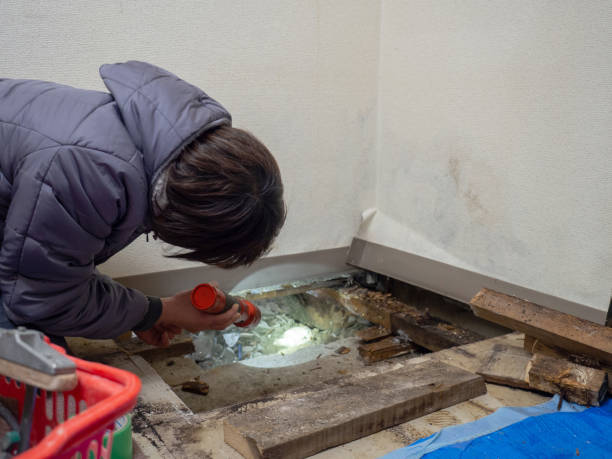 Best Mold Removal for HVAC Installations  in Trail Creek, IN