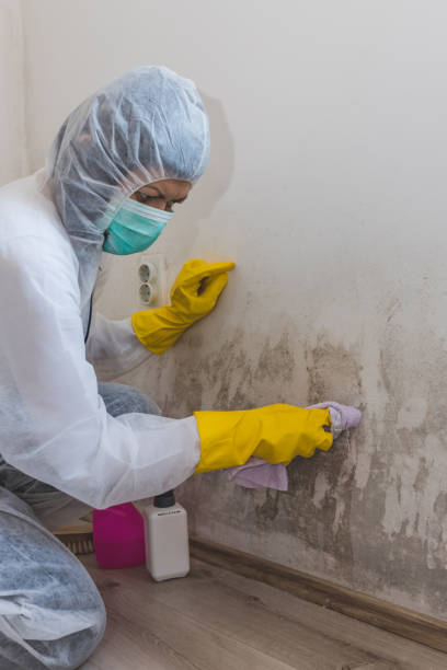 Best Mold Remediation for Healthcare Facilities  in Trail Creek, IN
