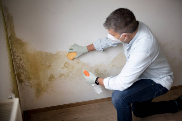 Best Comprehensive Air Testing for Mold Contaminants  in Trail Creek, IN