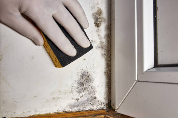 Best Environmental Consulting for Mold Prevention  in Trail Creek, IN