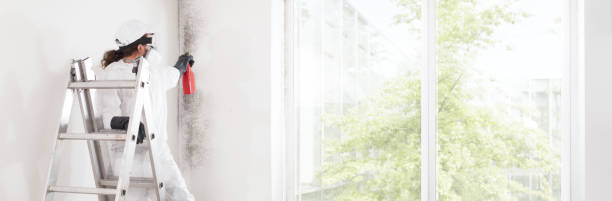 Best Mold Prevention Services  in Trail Creek, IN